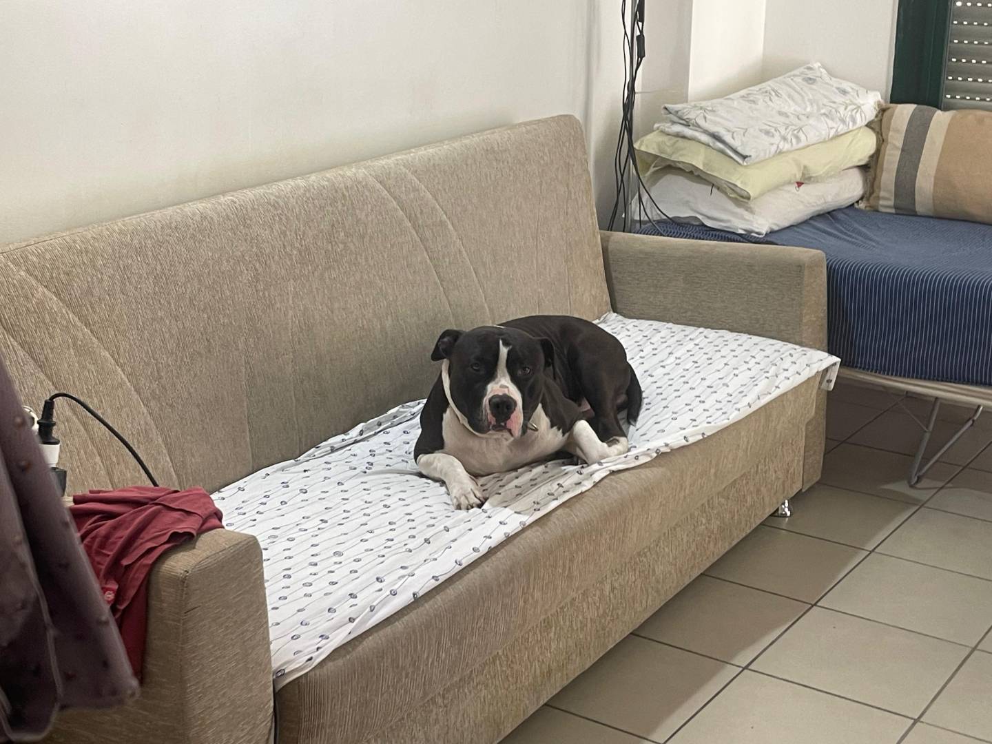 Adotta un cane, maschio, 4 anni, Milano