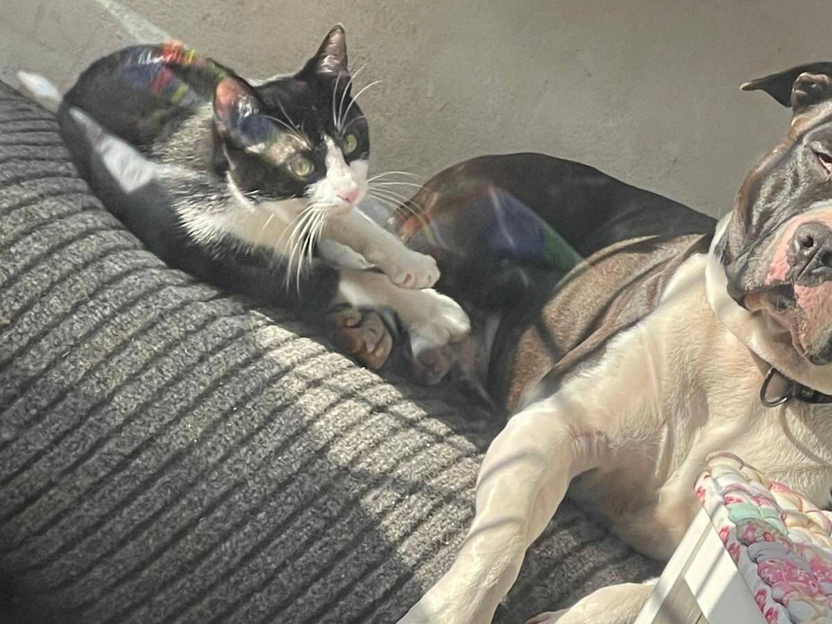 Adotta un cane, taglia media, maschio, Milano