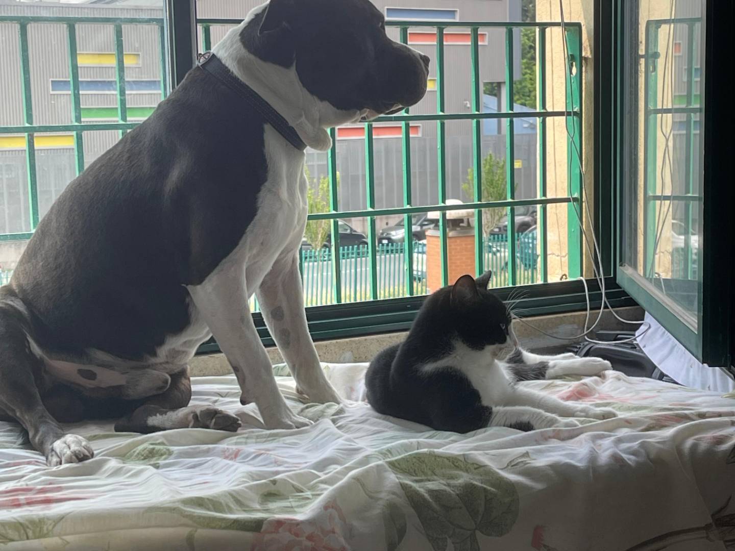Vuoi adottare un cane a Milano?