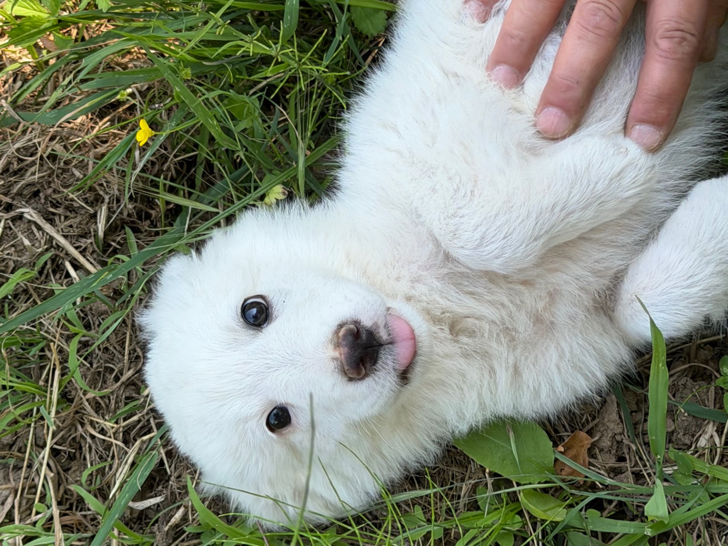 Adotta un cane, femmina, 4 mesi, Catanzaro
