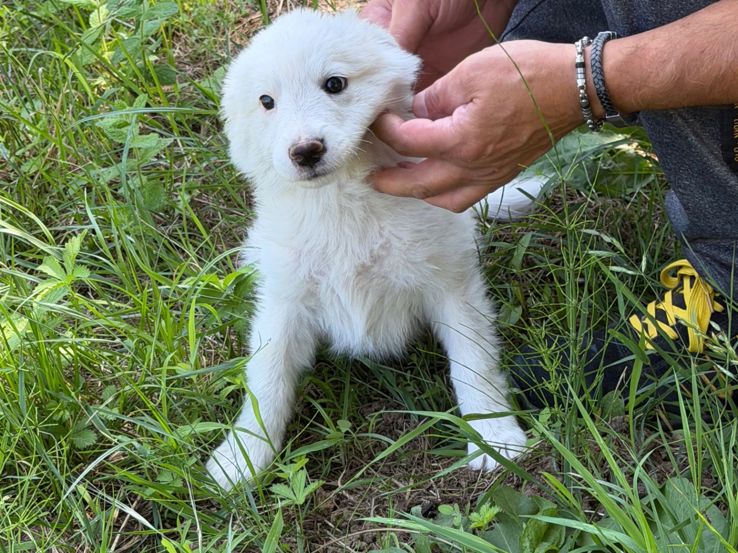 Vuoi adottare un cane a Catanzaro?