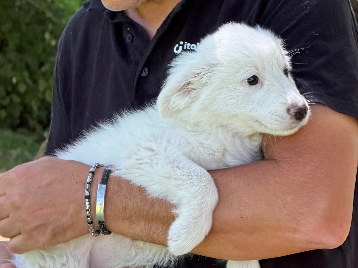 Adotta il cane Perla a Catanzaro