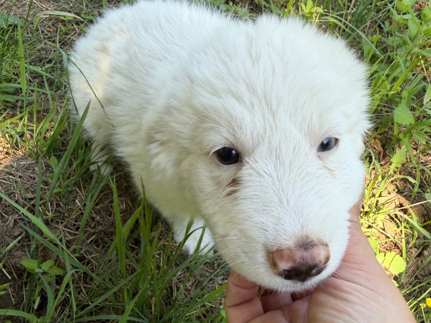 Adotta un cane, femmina, 4 mesi, Catanzaro