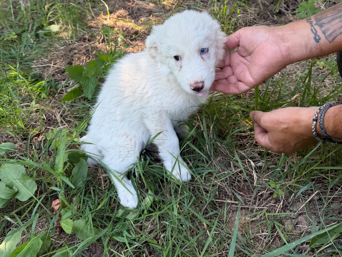 Adotta un cane, taglia media, femmina, Catanzaro