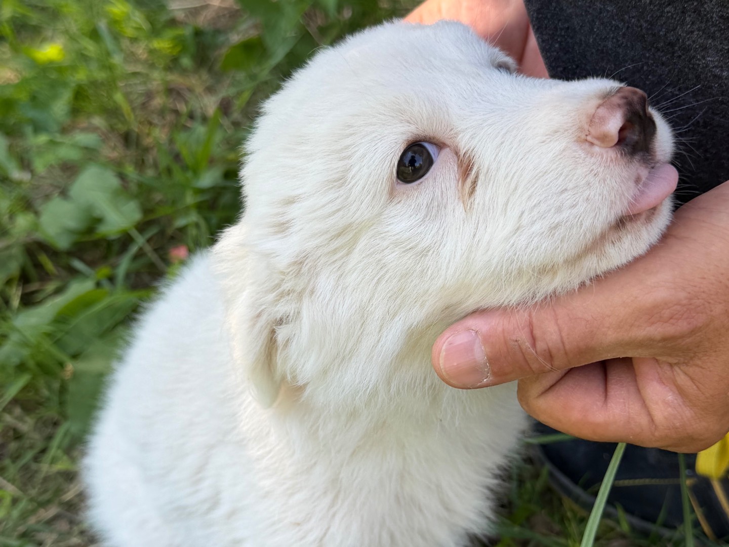 Vuoi adottare un cane a Catanzaro?