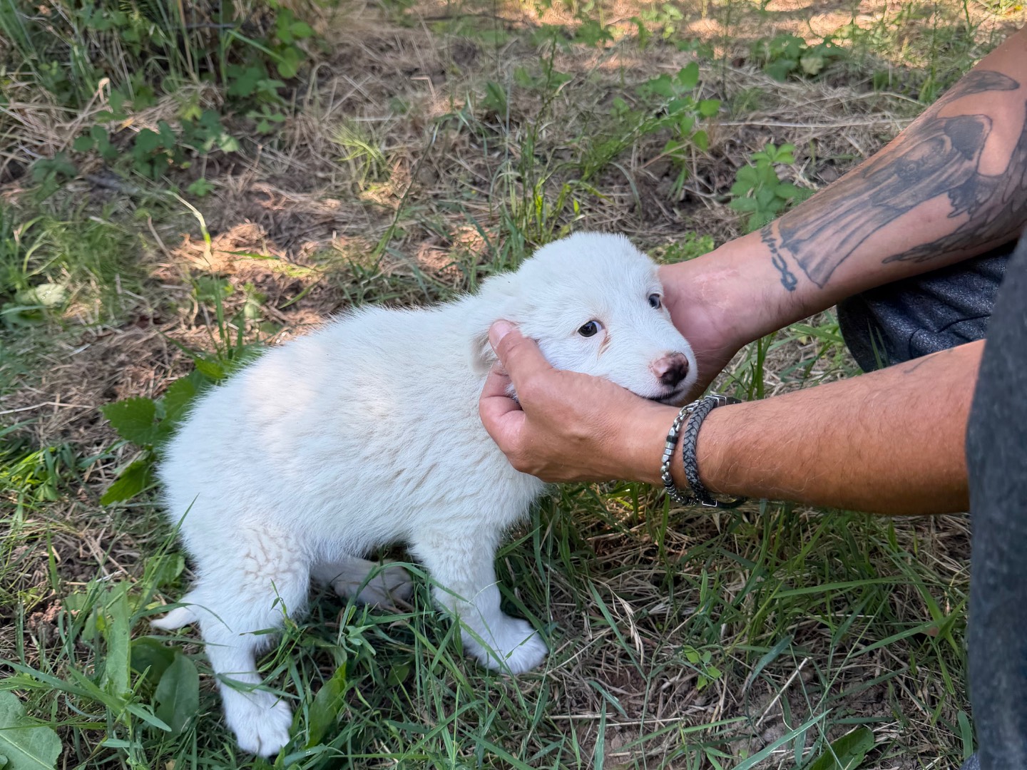 Adotta il cane Opal a Catanzaro
