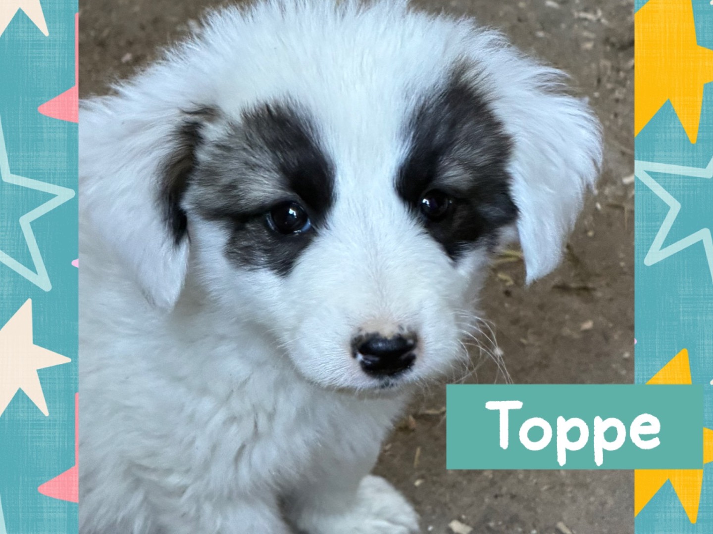 Adozione cane, maschio, Razza sconosciuta Razza sconosciuta, 4 mesi, taglia media, Catanzaro