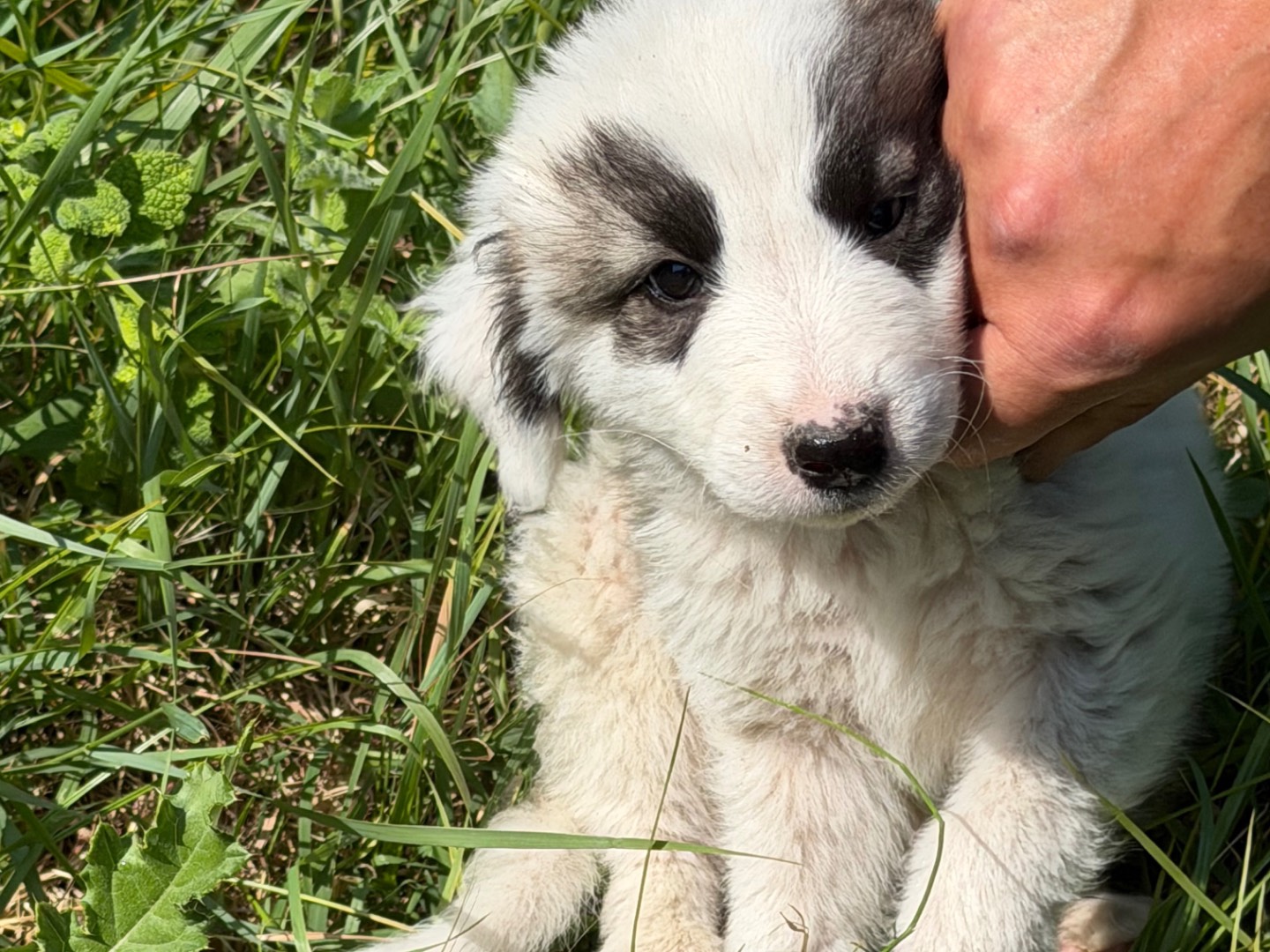 Adotta un cane, maschio, 4 mesi, Catanzaro
