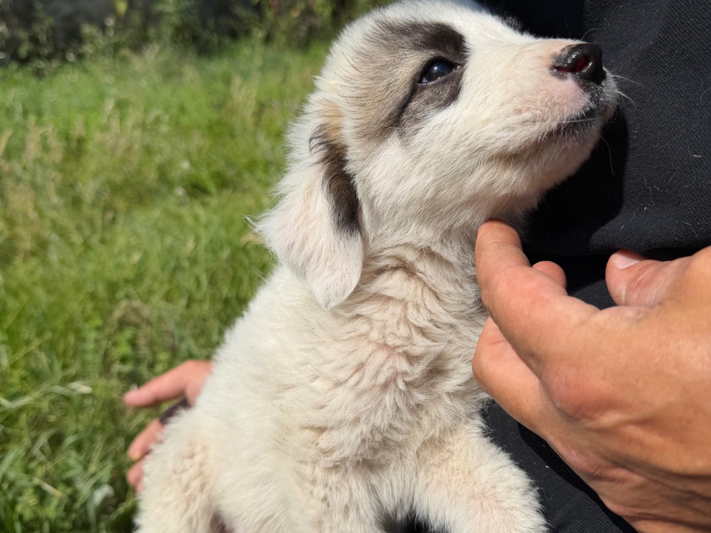Adotta un cane, taglia media, maschio, Catanzaro