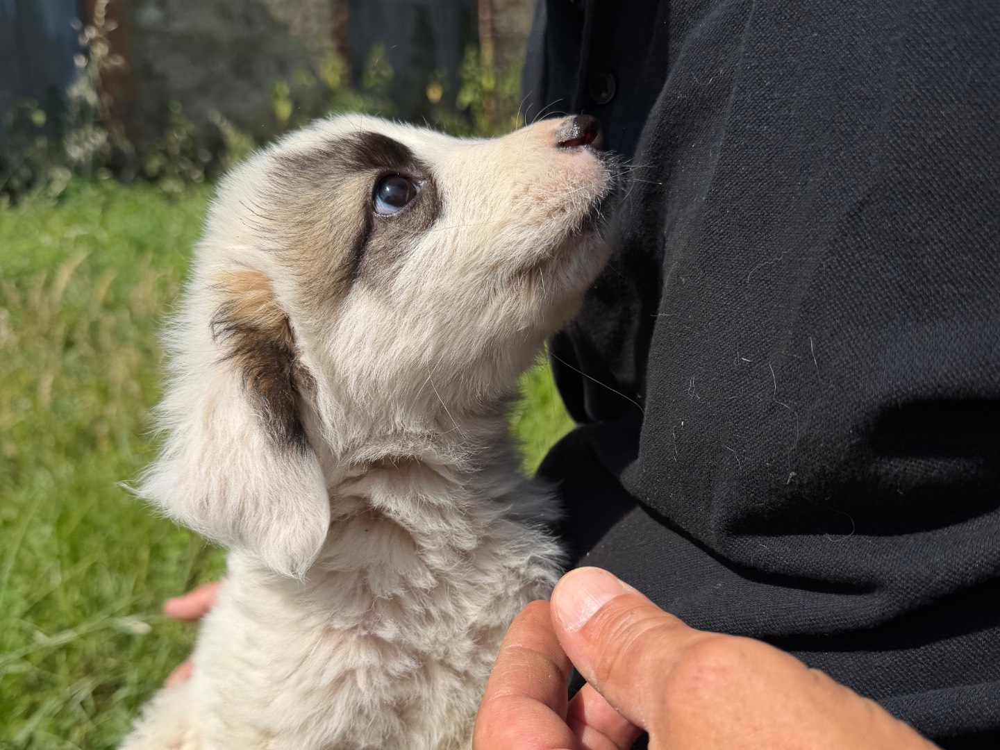 Vuoi adottare un cane a Catanzaro?