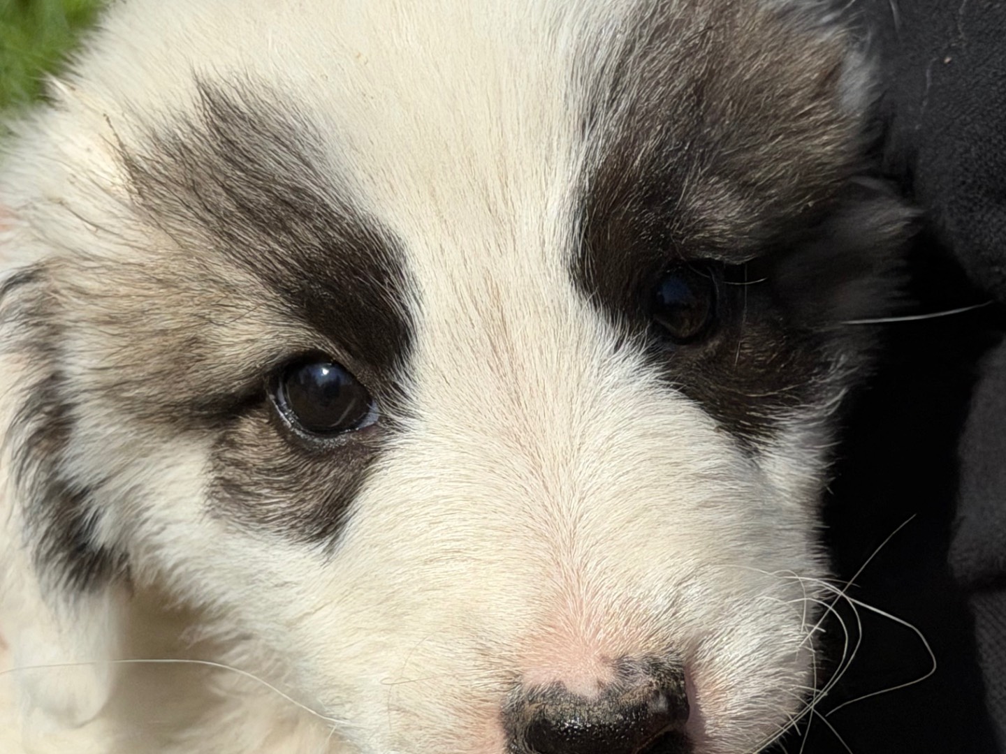 Adotta il cane Toppe a Catanzaro