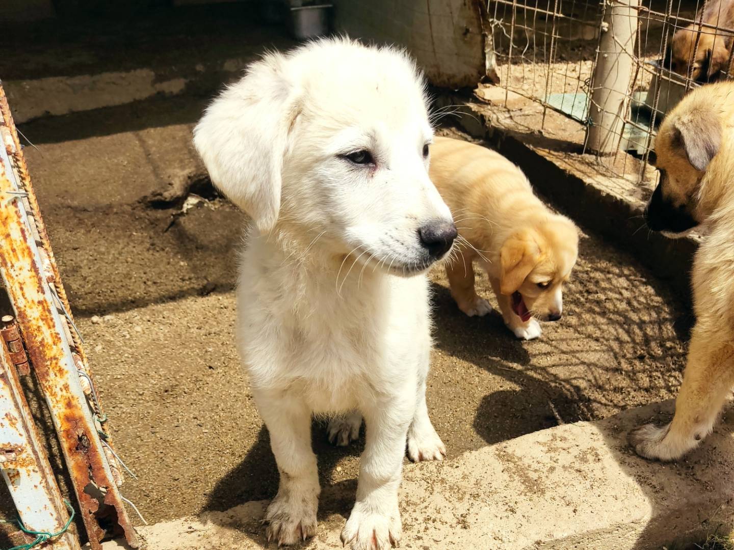 Adozione cane, maschio, Razza sconosciuta Razza sconosciuta, 4 mesi, taglia media, Varese
