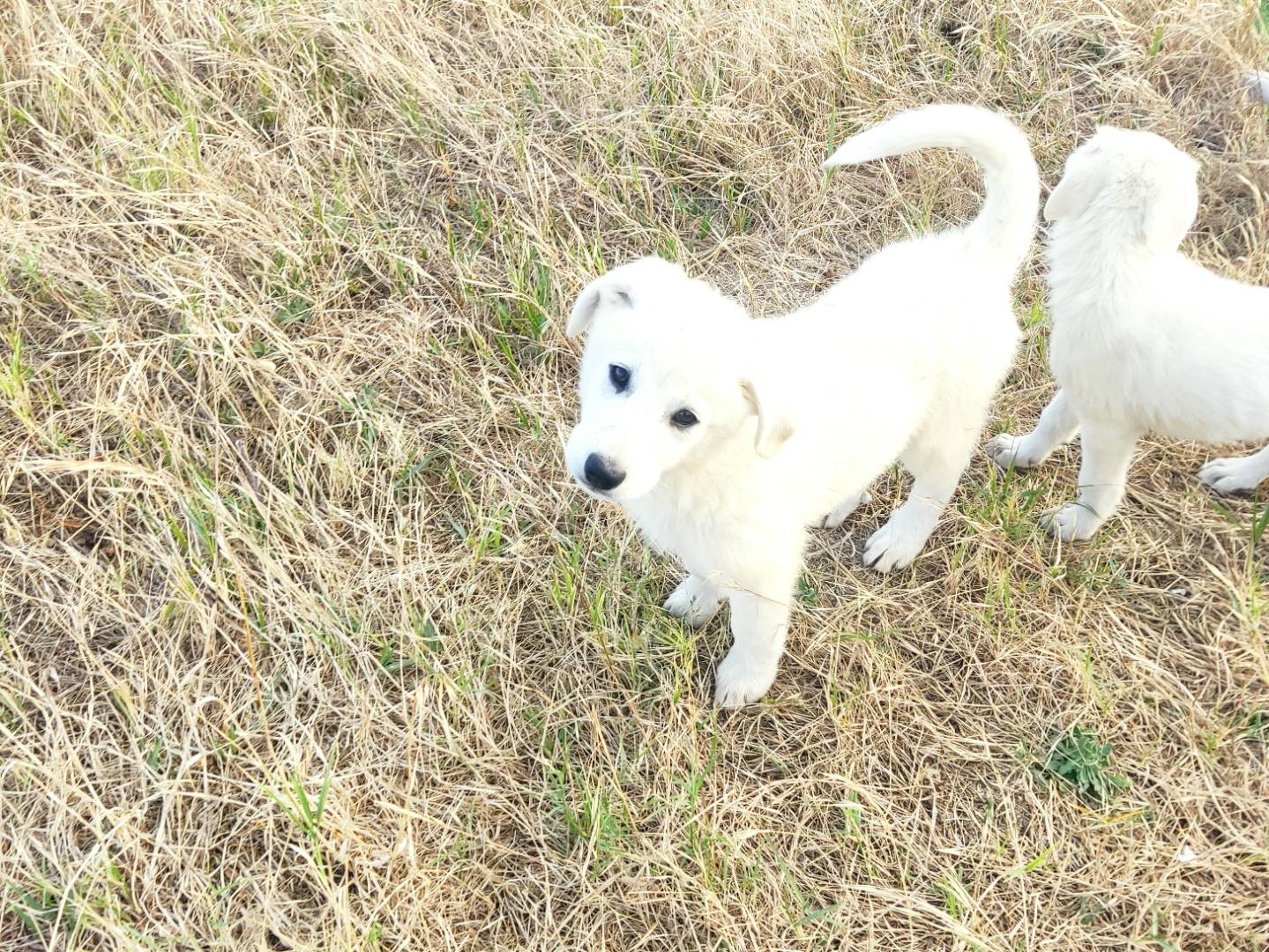 Adotta un cane, maschio, 4 mesi, Varese