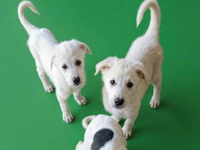 Adotta un cane, taglia media, maschio, Varese