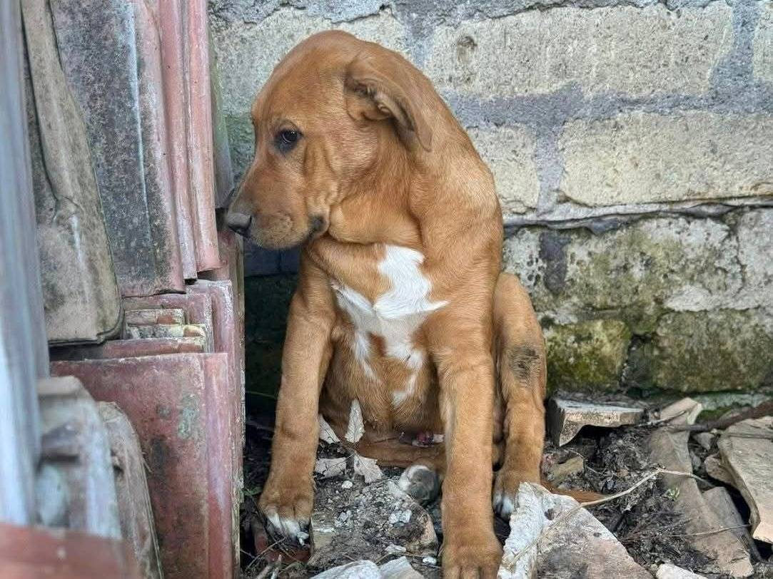 Adotta un cane, taglia media, maschio, Caserta
