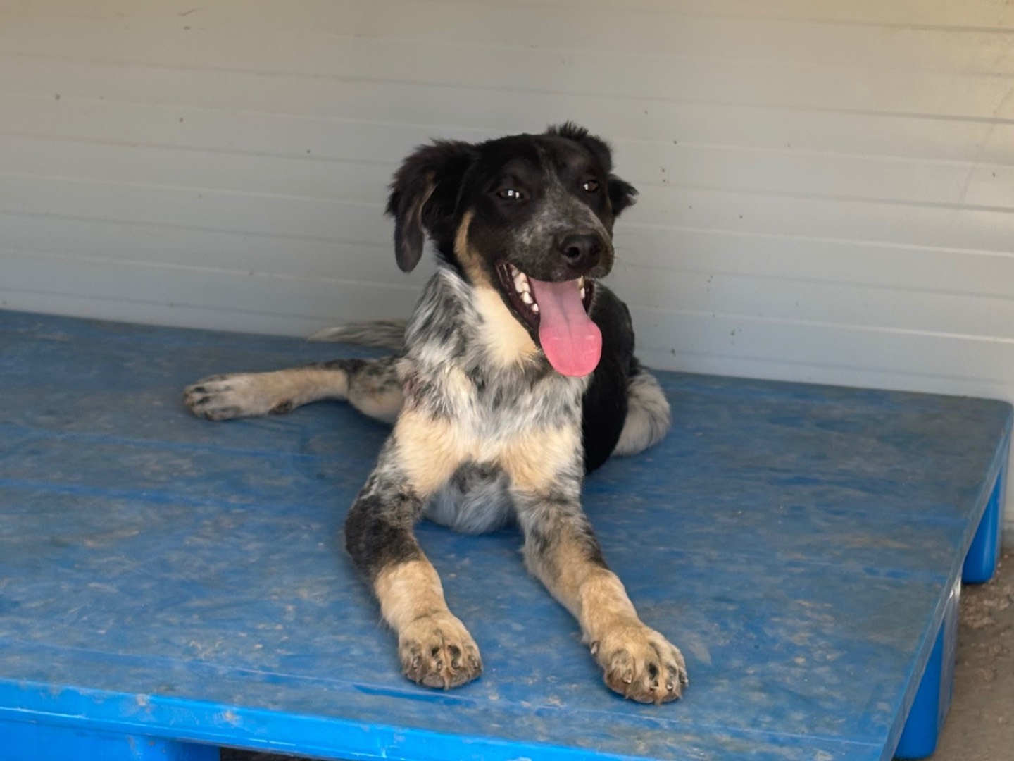 Adotta un cane, taglia media, maschio, Taranto
