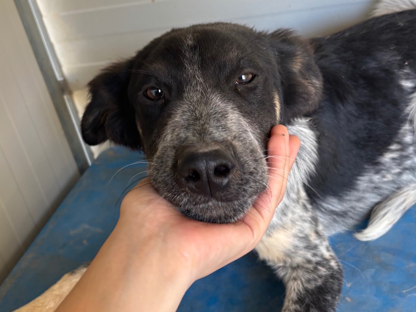 Vuoi adottare un cane a Taranto?