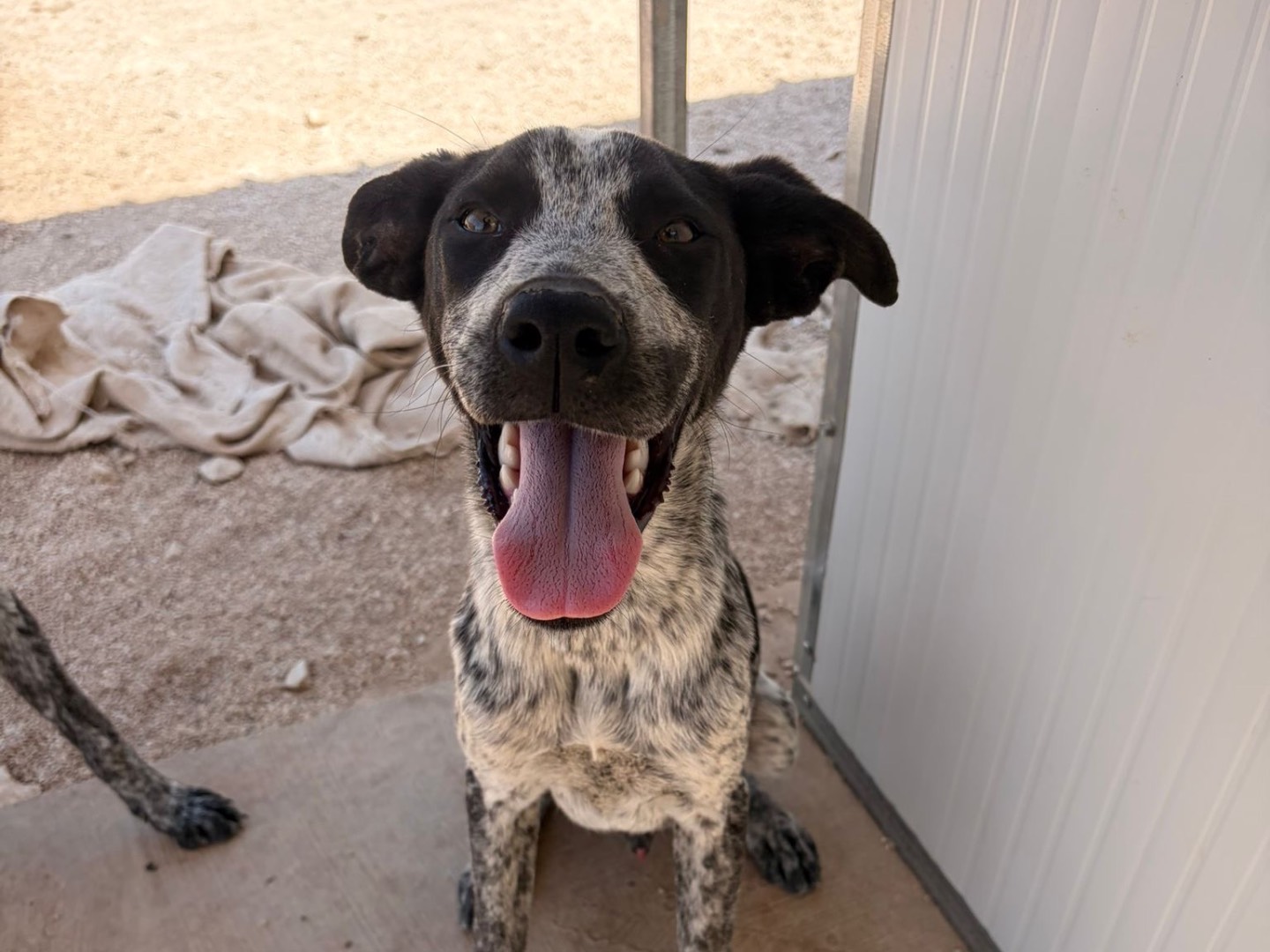 Adotta un cane, taglia media, maschio, Taranto