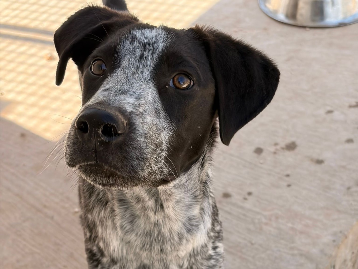 Adozione cane, maschio, Pointer Razza sconosciuta, 5 mesi, taglia media, Taranto