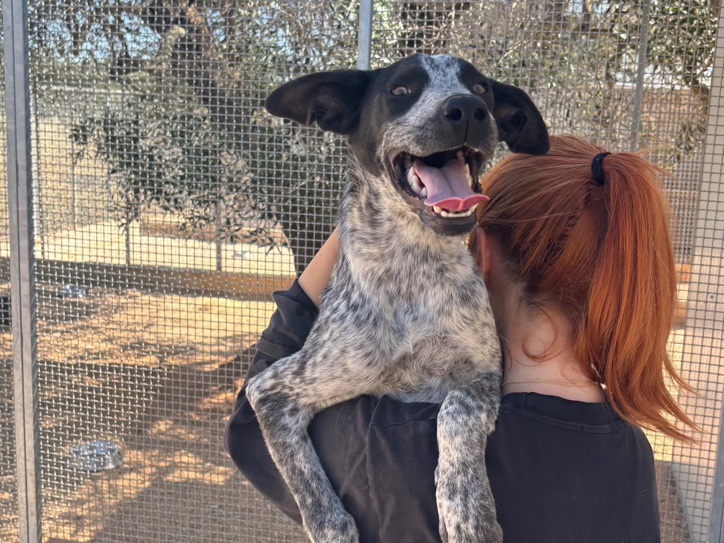 Adotta un cane, maschio, 5 mesi, Taranto