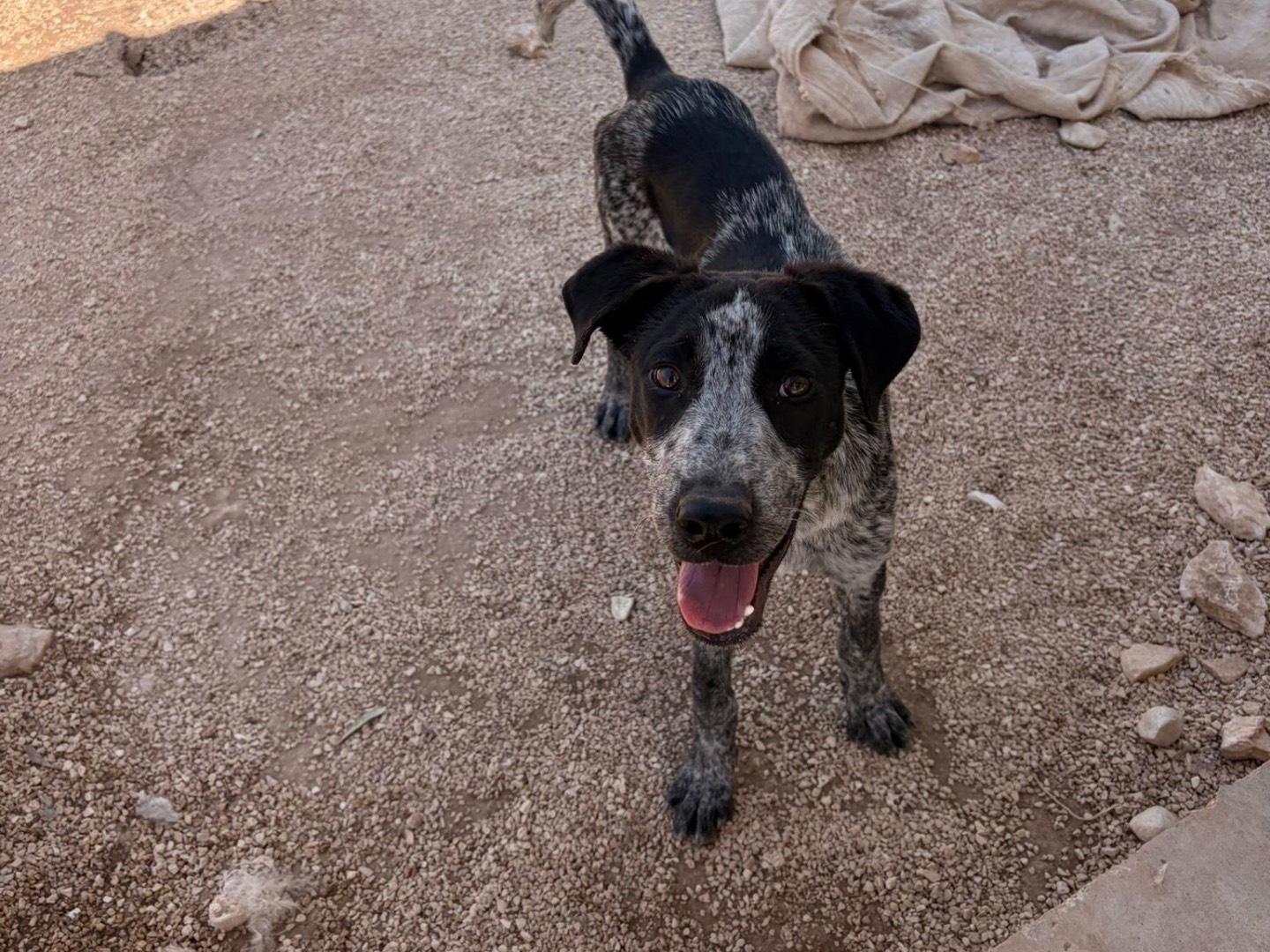 Adotta un cane, taglia media, maschio, Taranto