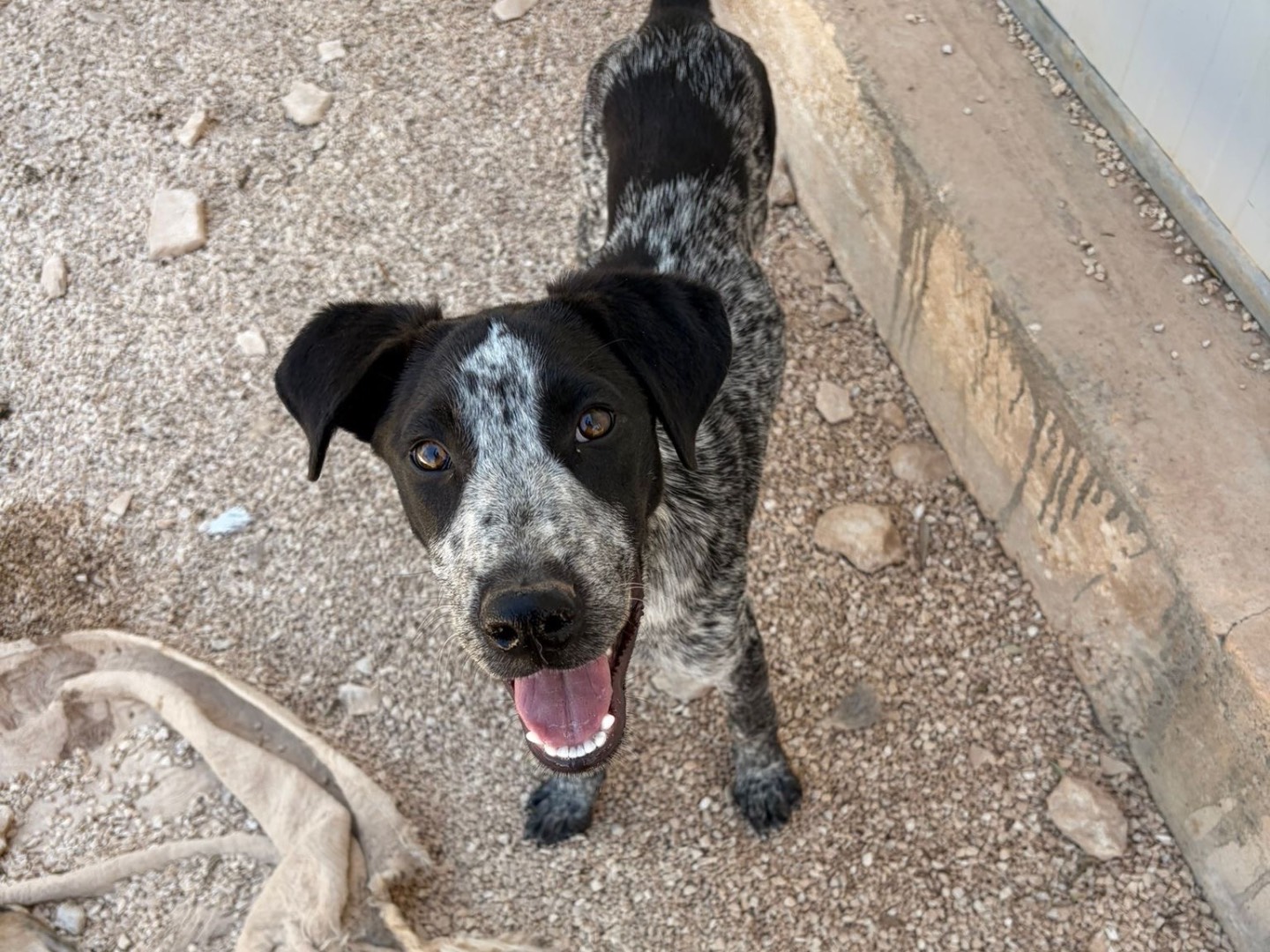 Adozione cane, maschio, Razza sconosciuta Razza sconosciuta, 5 mesi, taglia media, Taranto