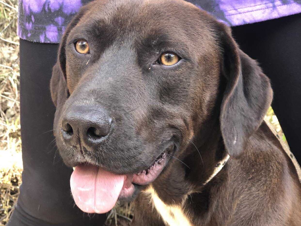 Adotta un cane, maschio, 2 anni e 8 mesi, Latina
