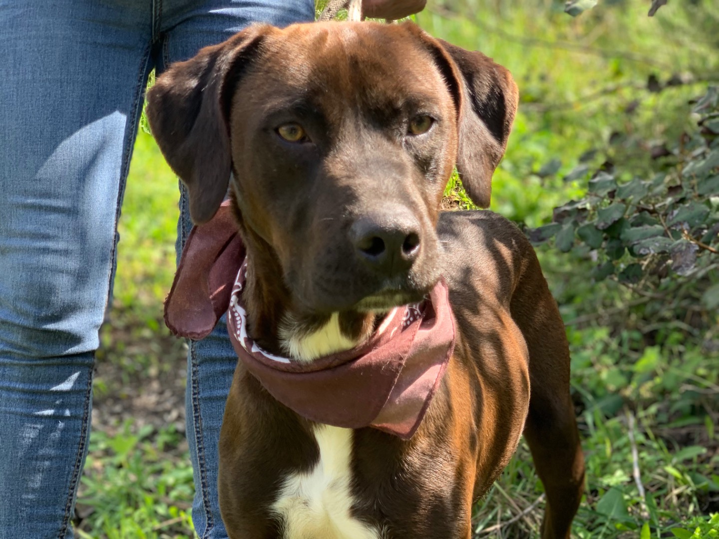 Adotta un cane, taglia media, maschio, Latina
