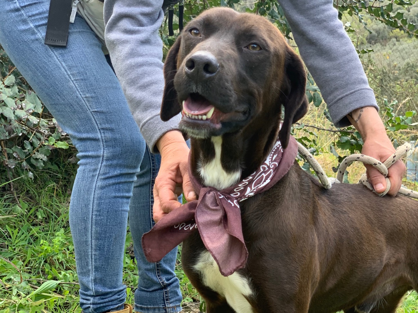 Vuoi adottare un cane a Latina?