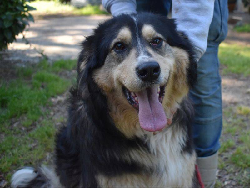 Adozione cane, maschio, Pastore maremmano Razza sconosciuta, 2 anni, taglia grande, Roma