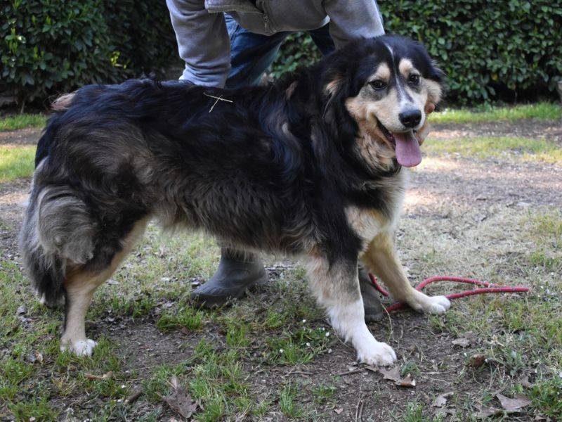Adotta un cane, maschio, 2 anni, Roma