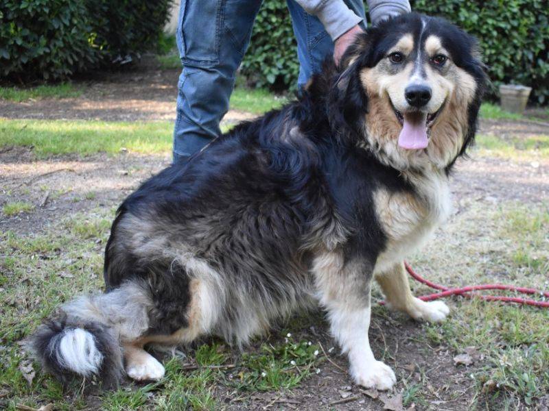 Adotta un cane, taglia grande, maschio, Roma