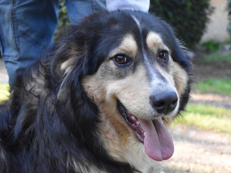 Vuoi adottare un cane a Roma?