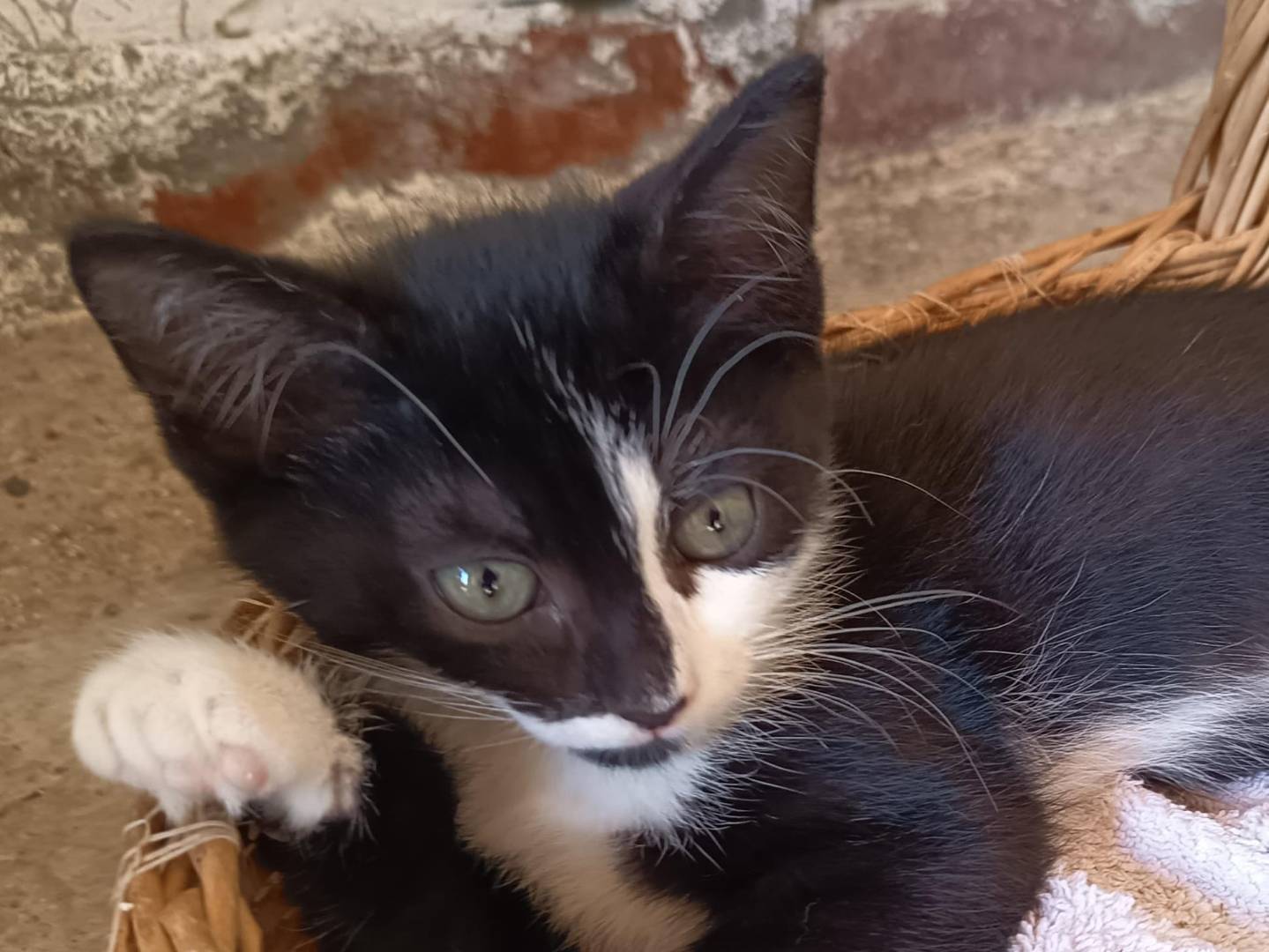 Adozione gatto, femmina, Razza sconosciuta Razza sconosciuta, 2 mesi, taglia non valida, Firenze