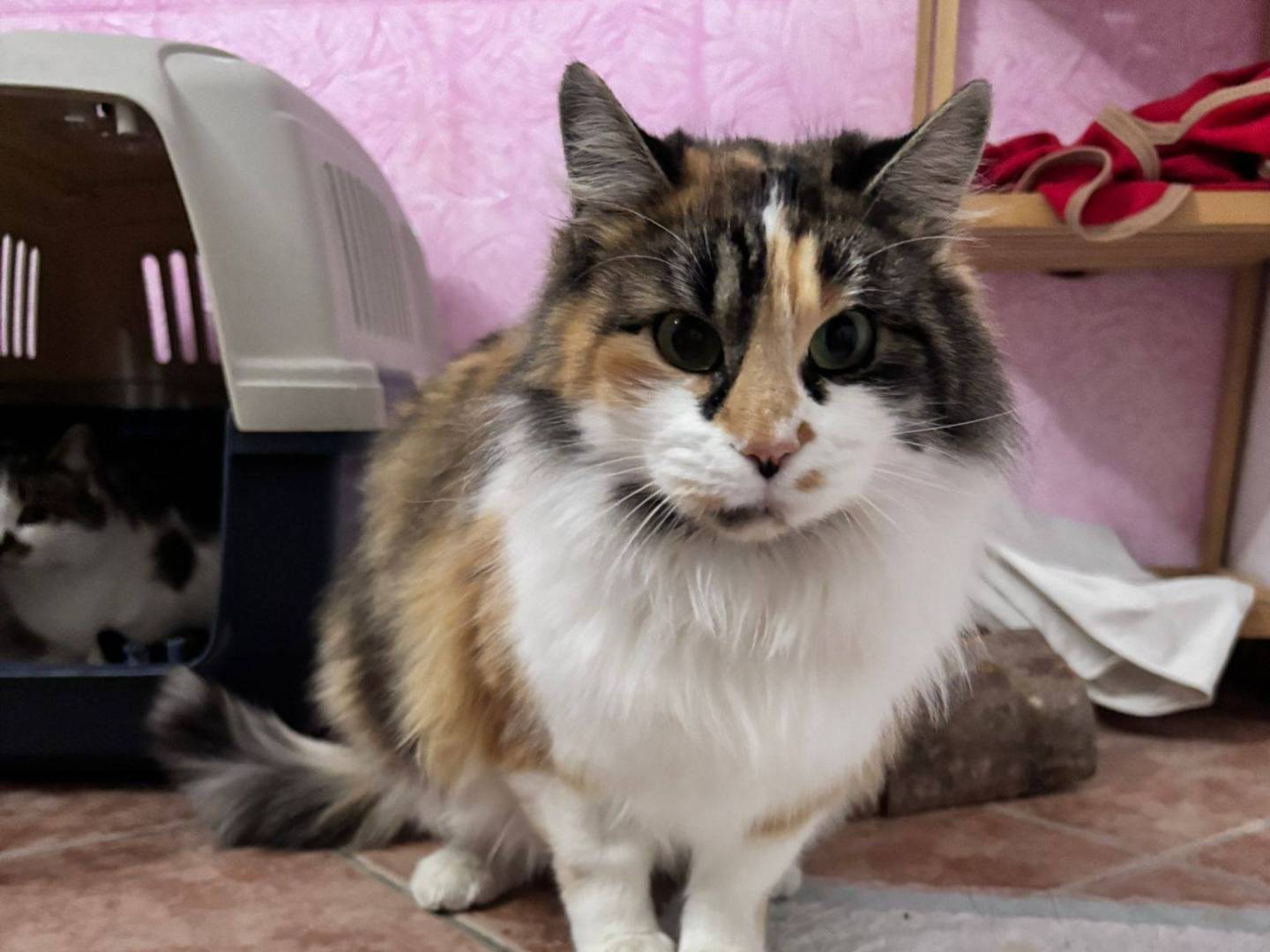Vuoi adottare un gatto a Bergamo?