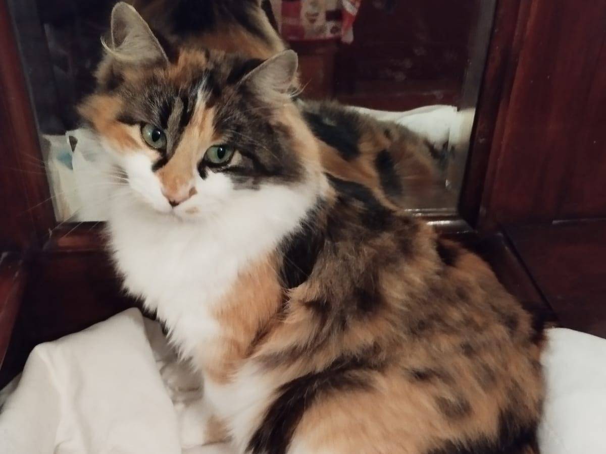 Adotta il gatto Tati a Bergamo