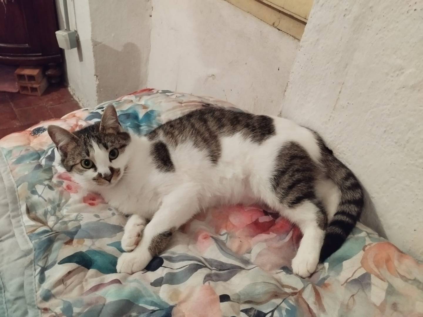 Vuoi adottare un gatto a Bergamo?