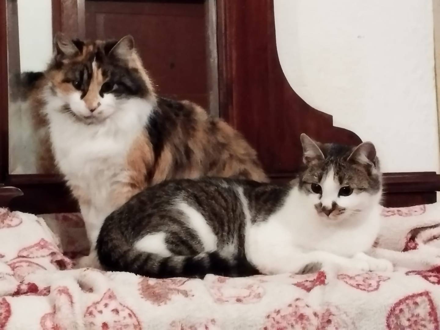 Adotta il gatto Mirta a Bergamo