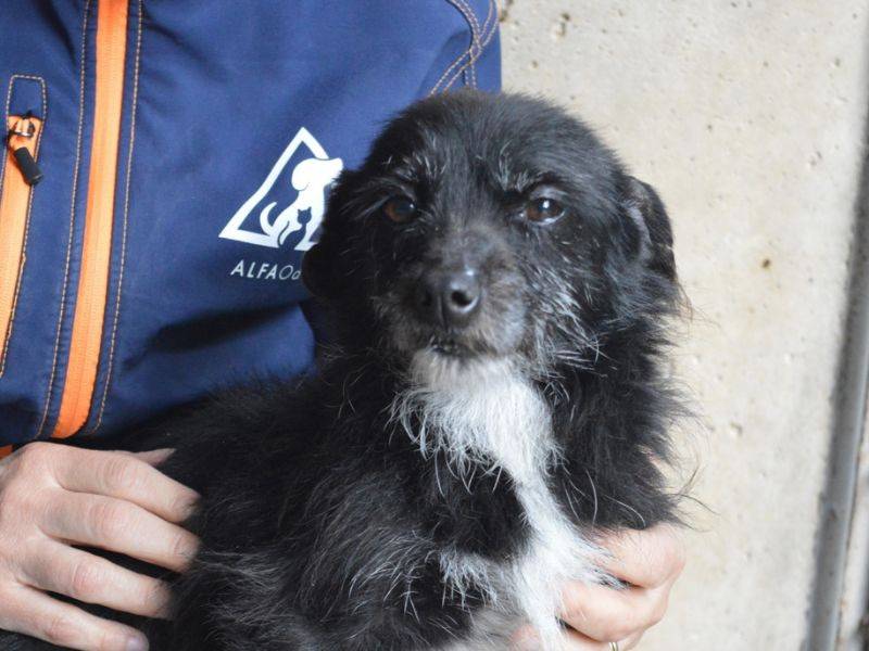 Adozione cane, femmina, Razza sconosciuta Razza sconosciuta, 9 anni e 5 mesi, taglia piccola, Roma