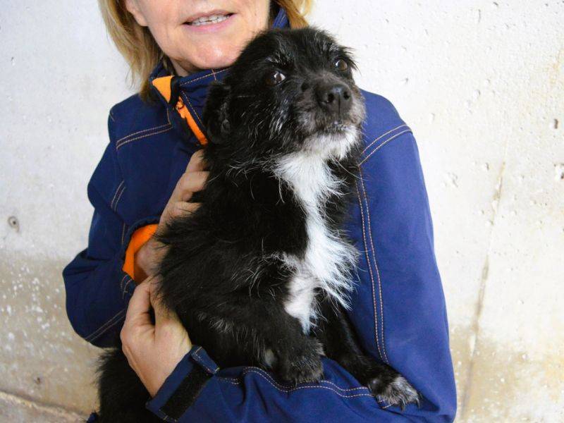 Adotta un cane, femmina, 9 anni e 5 mesi, Roma