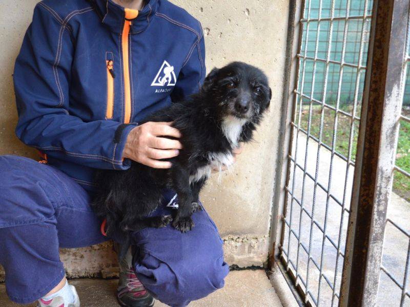 Adotta un cane, taglia piccola, femmina, Roma