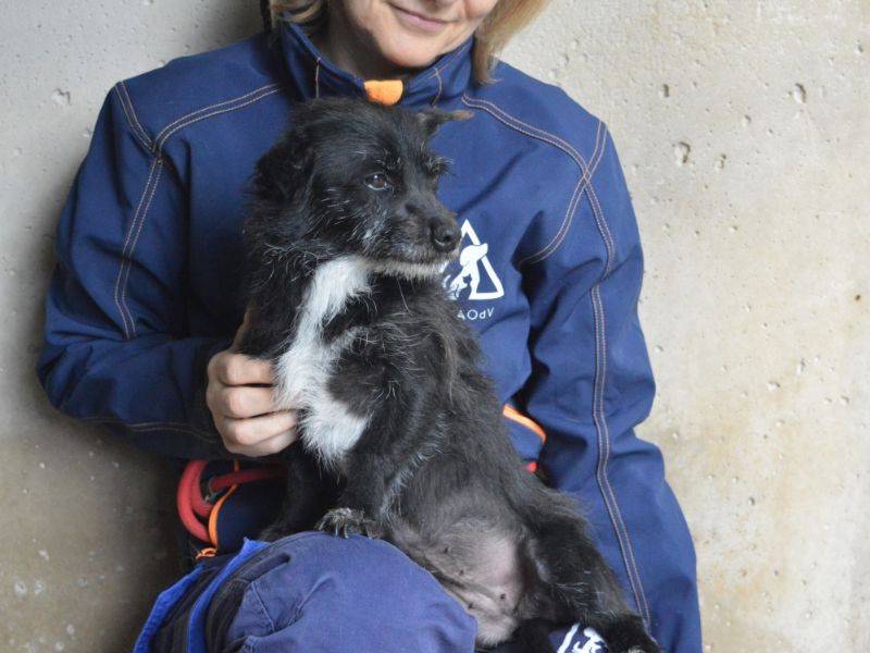 Vuoi adottare un cane a Roma?