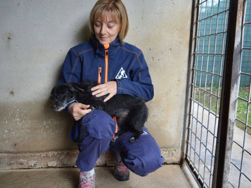 Adotta il cane Kisca a Roma