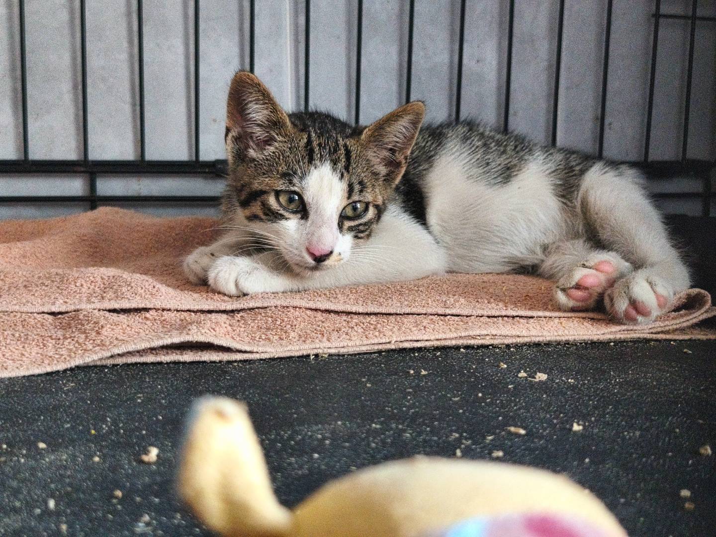 Adozione gatto, maschio, Razza sconosciuta Razza sconosciuta, 9 anni e 3 mesi, taglia non valida, Bari