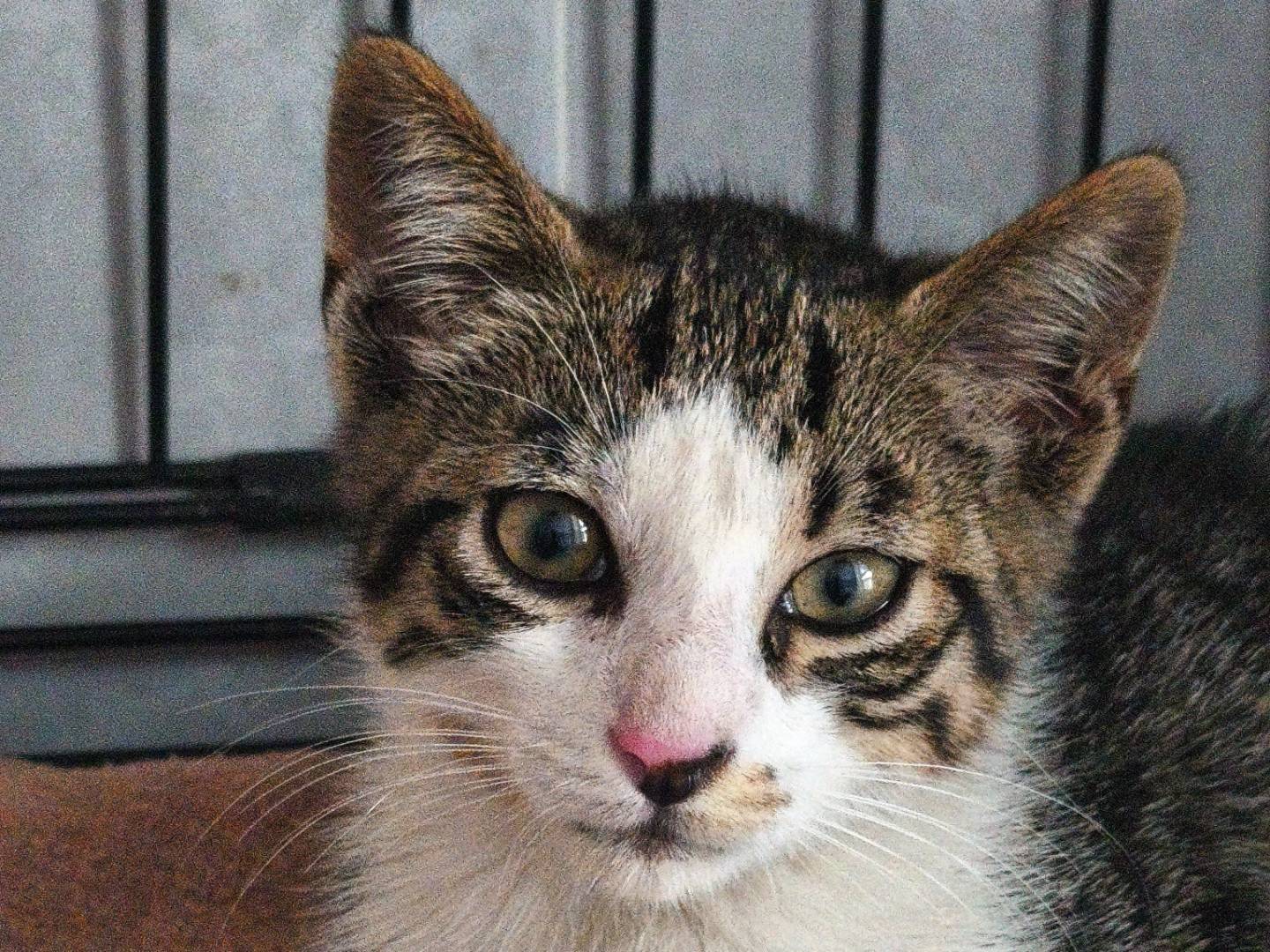 Adotta un gatto, taglia non valida, maschio, Bari