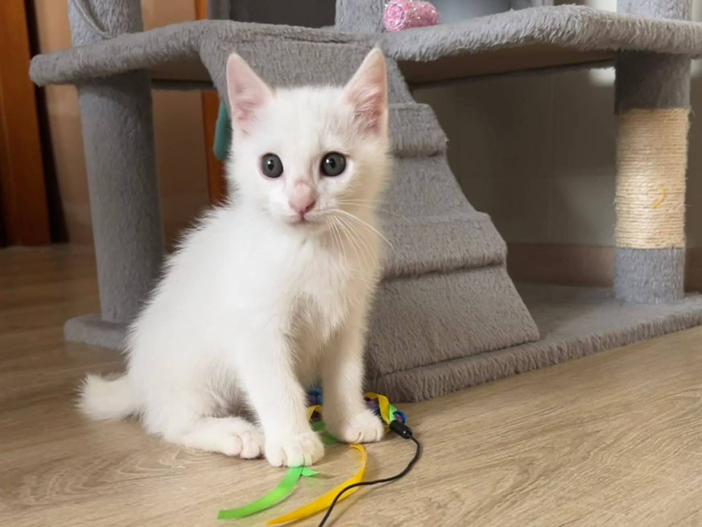 Adozione gatto, maschio, Razza sconosciuta Razza sconosciuta, 1 mese, taglia non valida, Bergamo