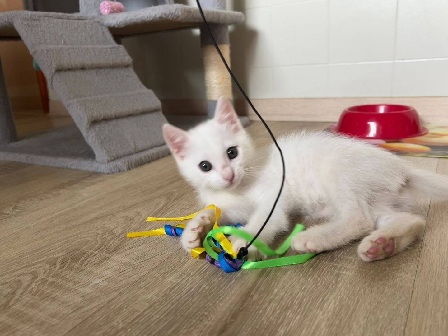Adotta un gatto, maschio, 1 mese, Bergamo