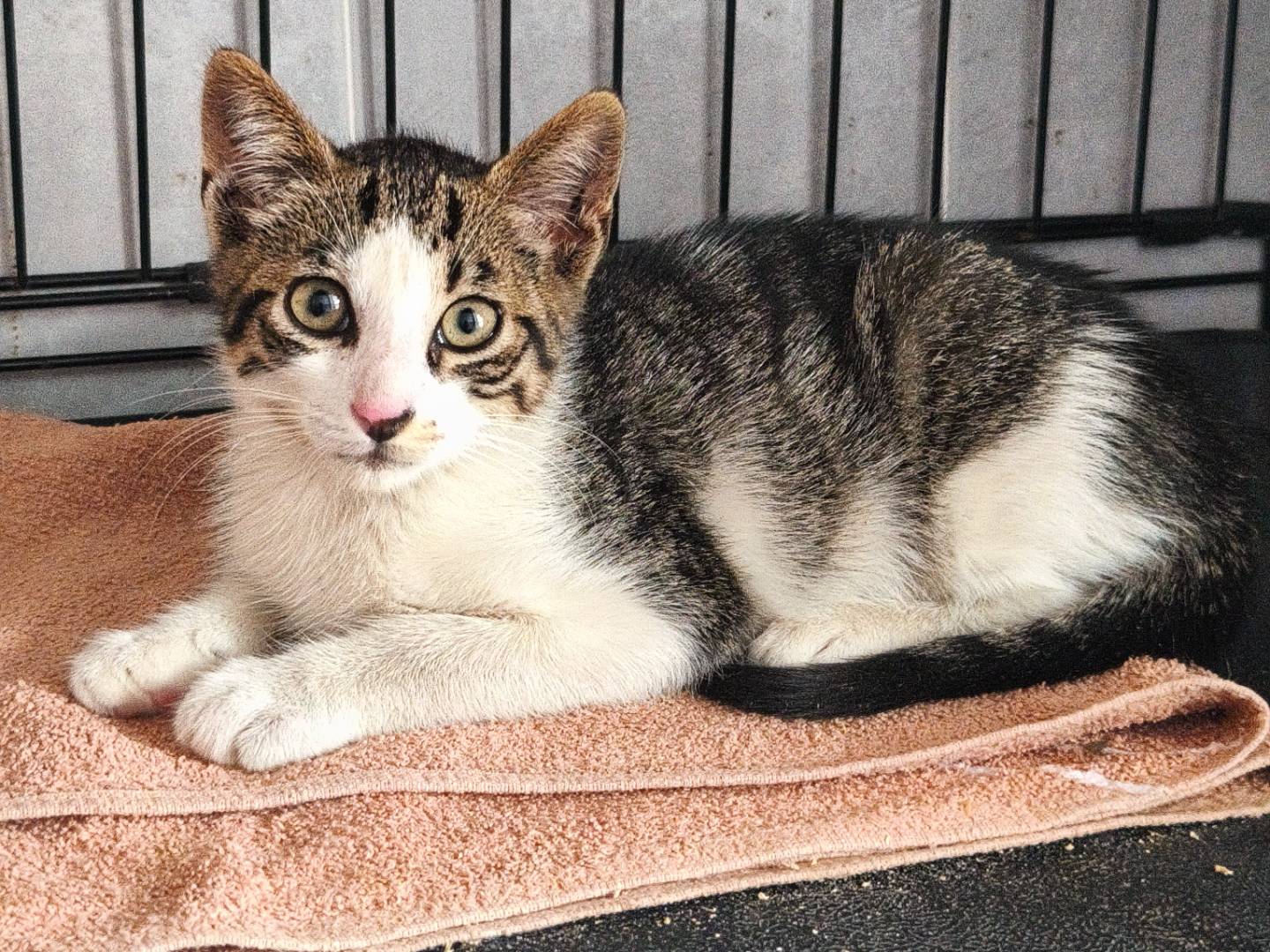 Vuoi adottare un gatto a Bari?