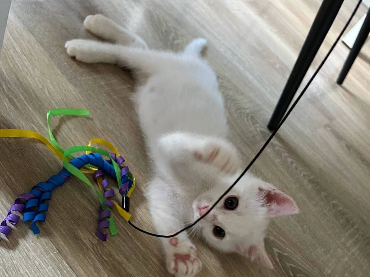 Vuoi adottare un gatto a Bergamo?