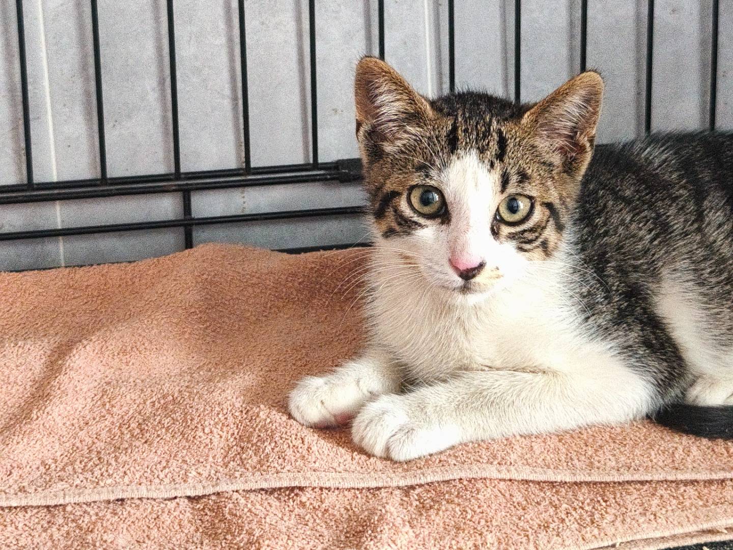 Adotta il gatto Prince a Bari